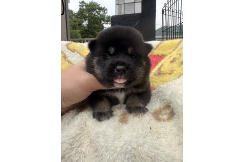販売中の岡山県の柴犬-392859の7枚目