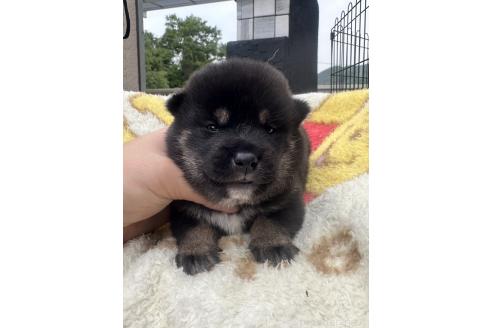 販売中の岡山県の柴犬-392859の6枚目