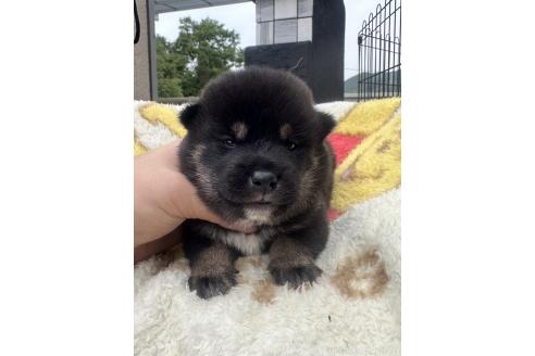 販売中の岡山県の柴犬-392859の5枚目