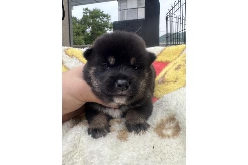 販売中の岡山県の柴犬-392859