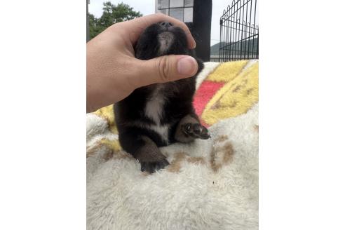 販売中の岡山県の柴犬-392859の4枚目