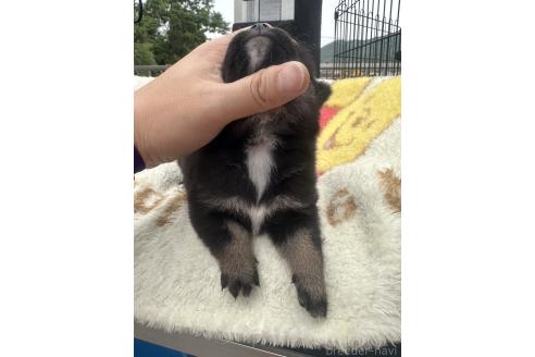 販売中の岡山県の柴犬-392859の3枚目
