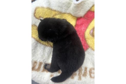 販売中の岡山県の柴犬-392859の2枚目