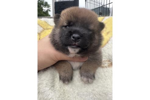 販売中の岡山県の柴犬-392861