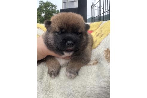 販売中の岡山県の柴犬-392861の5枚目