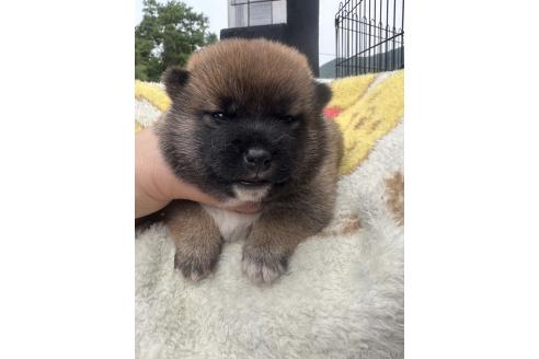 販売中の岡山県の柴犬-392861の4枚目