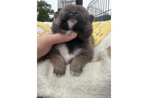 販売中の岡山県の柴犬-392861の3枚目