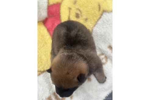 販売中の岡山県の柴犬-392861の2枚目