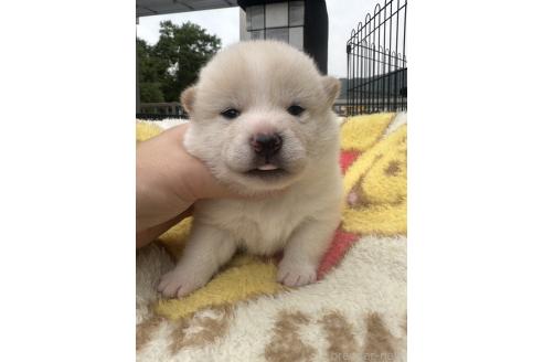販売中の岡山県の柴犬-392864の6枚目