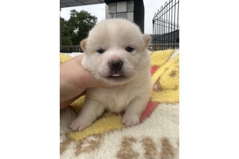 販売中の岡山県の柴犬-392864の5枚目