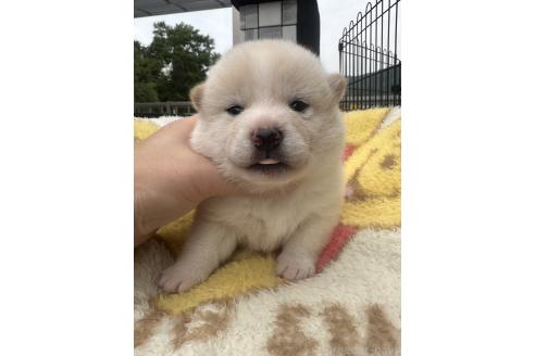 販売中の岡山県の柴犬-392864の4枚目