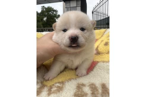 販売中の岡山県の柴犬-392864の3枚目