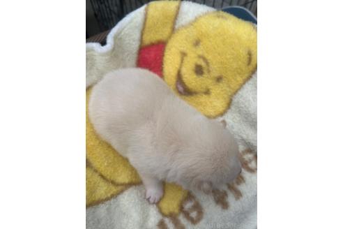 販売中の岡山県の柴犬-392864の2枚目