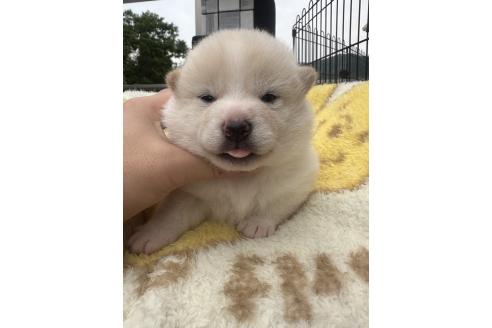 販売中の岡山県の柴犬-392864の1枚目