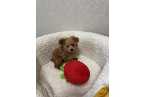 販売中の広島県のティーカッププードル-384380の6枚目
