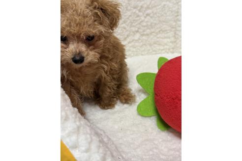 販売中の広島県のティーカッププードル-384380の2枚目