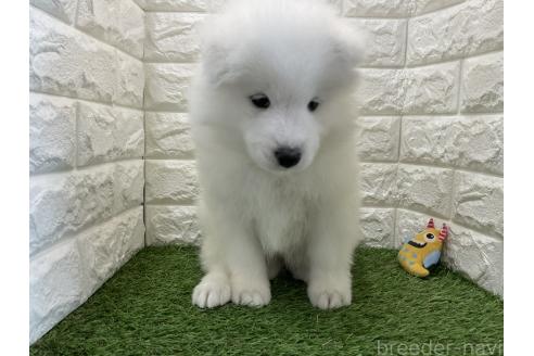 販売中の北海道のサモエド-392883の2枚目
