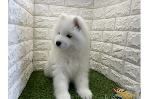 販売中の北海道のサモエド-392885の3枚目