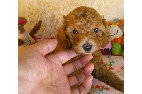 販売中の茨城県のトイプードル-392898の3枚目