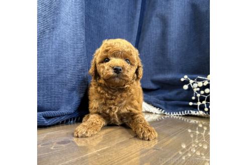 販売中の茨城県のトイプードル-392896の5枚目