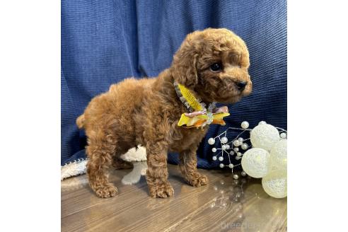 販売中の茨城県のトイプードル-392896の4枚目