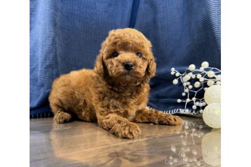 販売中の茨城県のトイプードル-392896の3枚目