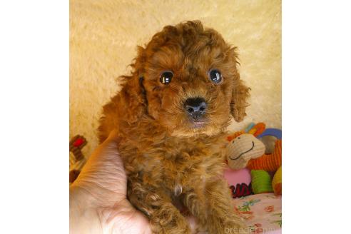 販売中の茨城県のトイプードル-392911の3枚目