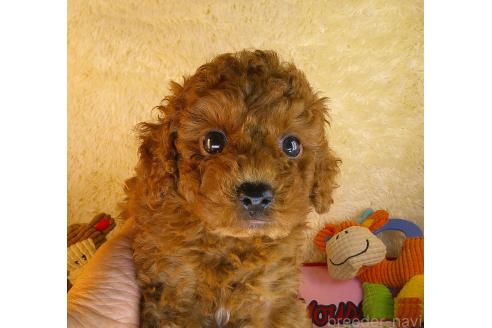 販売中の茨城県のトイプードル-392911の2枚目