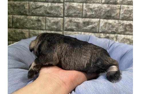 販売中の埼玉県のミニチュアシュナウザー-392904の3枚目