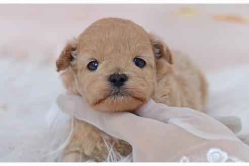 販売中の埼玉県のミックス犬-392914の5枚目
