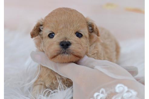 販売中の埼玉県のミックス犬-392914の4枚目