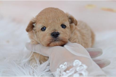 販売中の埼玉県のミックス犬-392914の3枚目