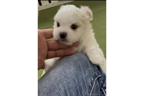 販売中の福岡県のチワマル:チワワ×マルチーズ-392913の2枚目