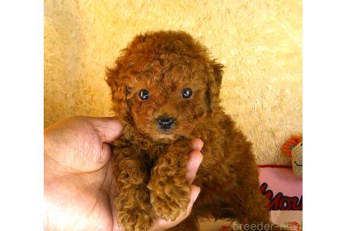 販売中の茨城県のトイプードル-392923の4枚目