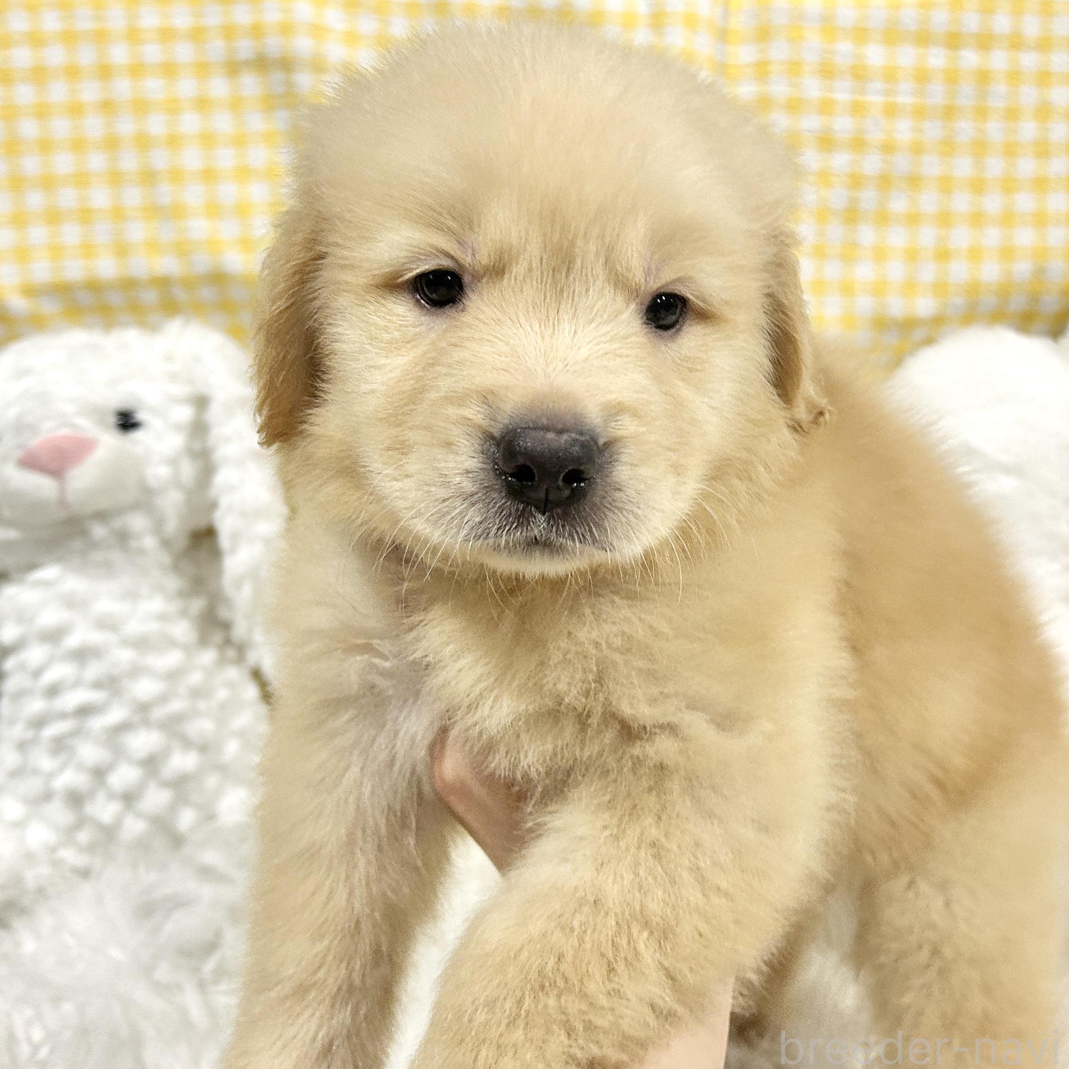 販売中の栃木県のゴールデンレトリーバー-391182の2枚目