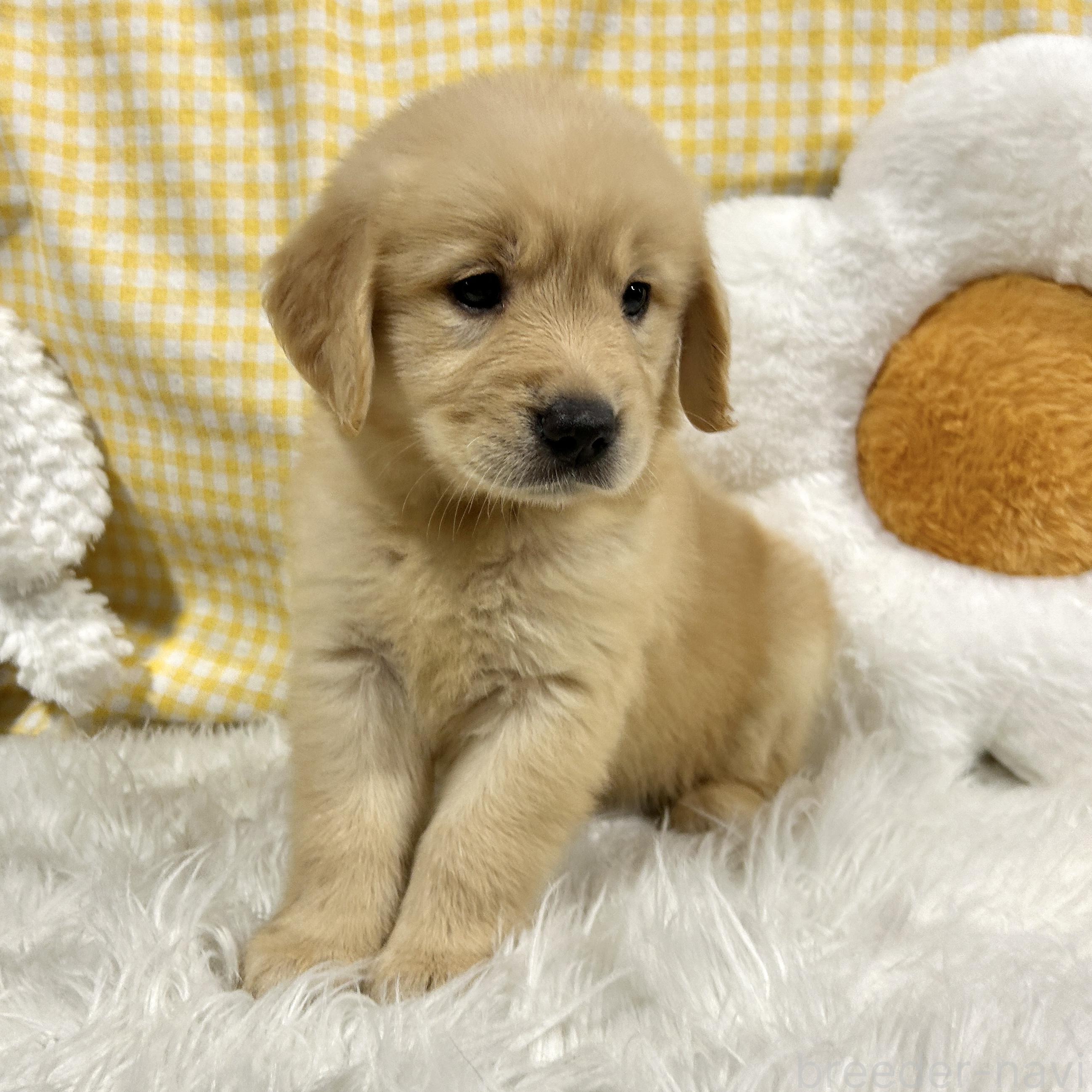 販売中の栃木県のゴールデンレトリーバー-391186の3枚目