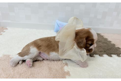 販売中の埼玉県のキャバリアキングチャールズスパニエル-392925の5枚目