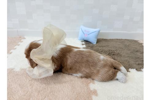 販売中の埼玉県のキャバリアキングチャールズスパニエル-392925の3枚目