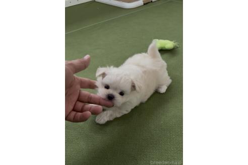 販売中の福岡県のチワマル:チワワ×マルチーズ-392927の3枚目