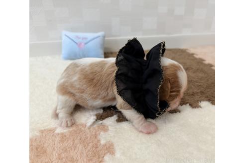 販売中の埼玉県のキャバリアキングチャールズスパニエル-392928の5枚目