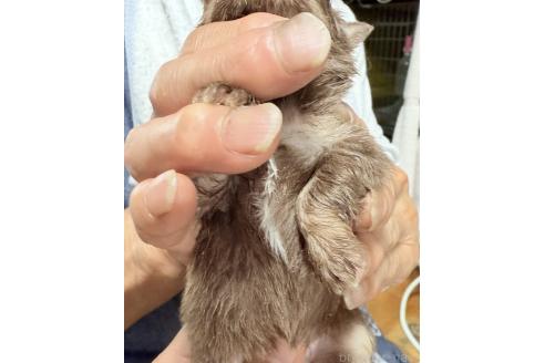 販売中の埼玉県のチワワ(ロングコート)-392932の2枚目