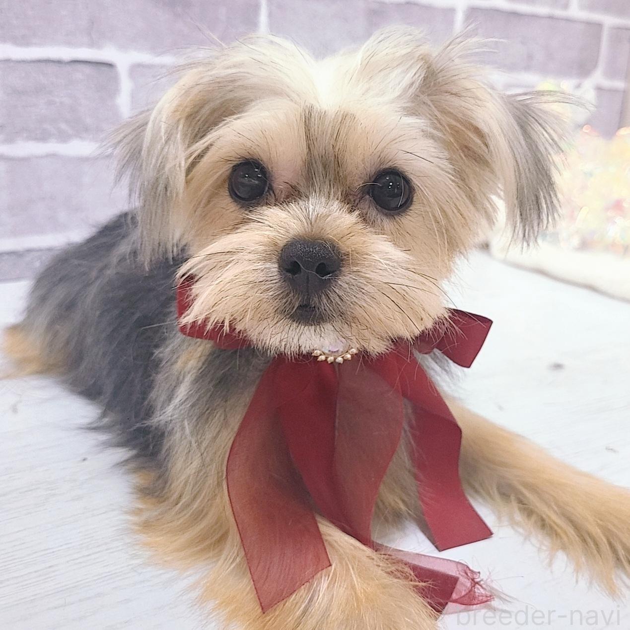 販売中の東京都のミックス犬-351062の1枚目