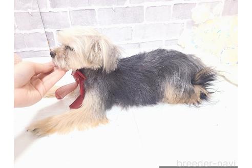 販売中の東京都のミックス犬-351062の2枚目