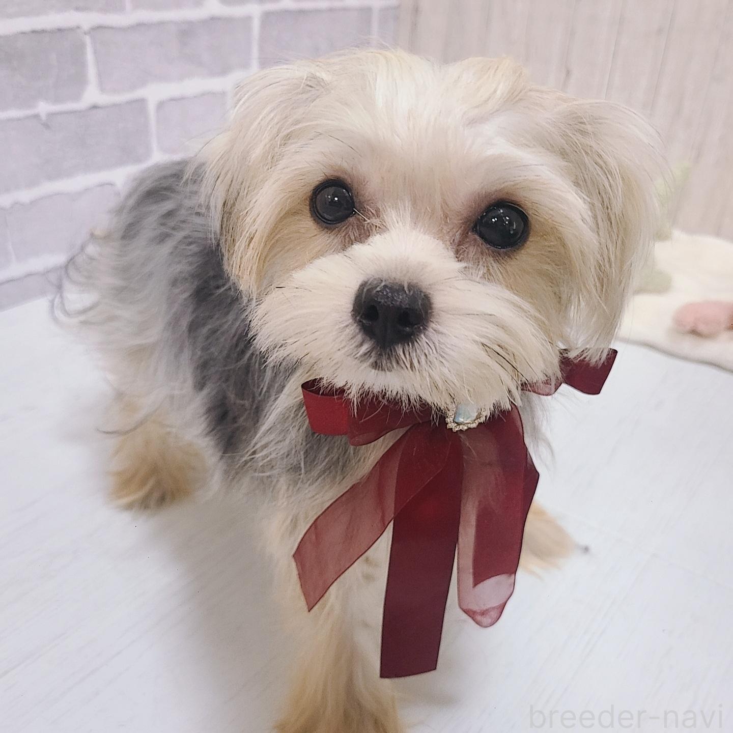販売中の東京都のミックス犬-351061の1枚目