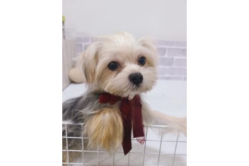 販売中の東京都のミックス犬-351061の6枚目