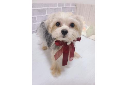 販売中の東京都のミックス犬-351061の5枚目