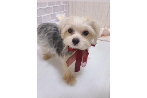 販売中の東京都のミックス犬-351061の4枚目