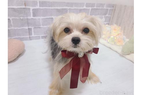 販売中の東京都のミックス犬-351061の3枚目