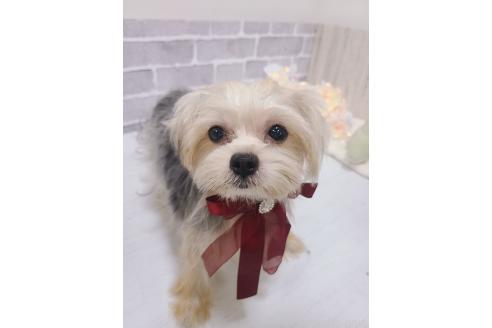 販売中の東京都のミックス犬-351061の2枚目