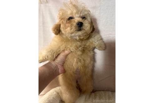 販売中の鹿児島県のマルプー:マルチーズ×トイプードル-382302の4枚目
